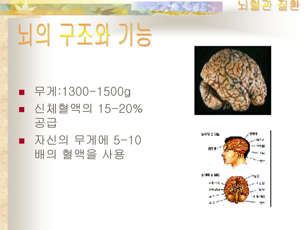 뇌혈관 질환 뇌의 구조와 기능 무게: g 신체혈액의 15-20%공급 자신의 무게에 5-10배의 혈액을 사용