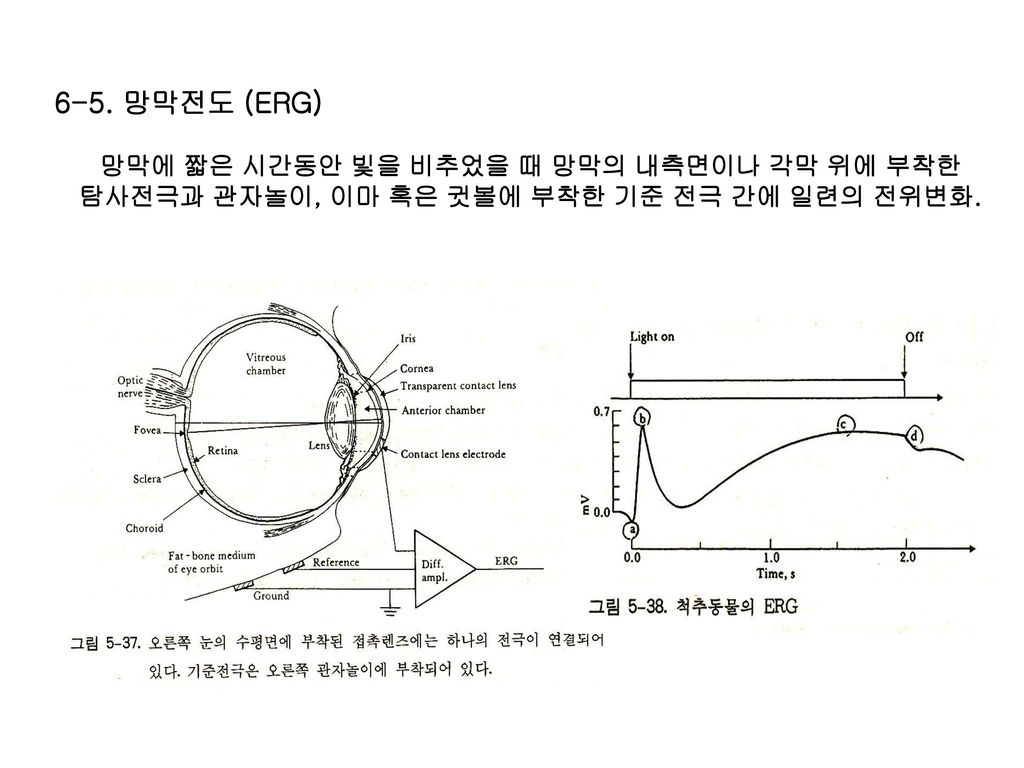 6-5. 망막전도 (ERG) 망막에 짧은 시간동안 빛을 비추었을 때 망막의 내측면이나 각막 위에 부착한