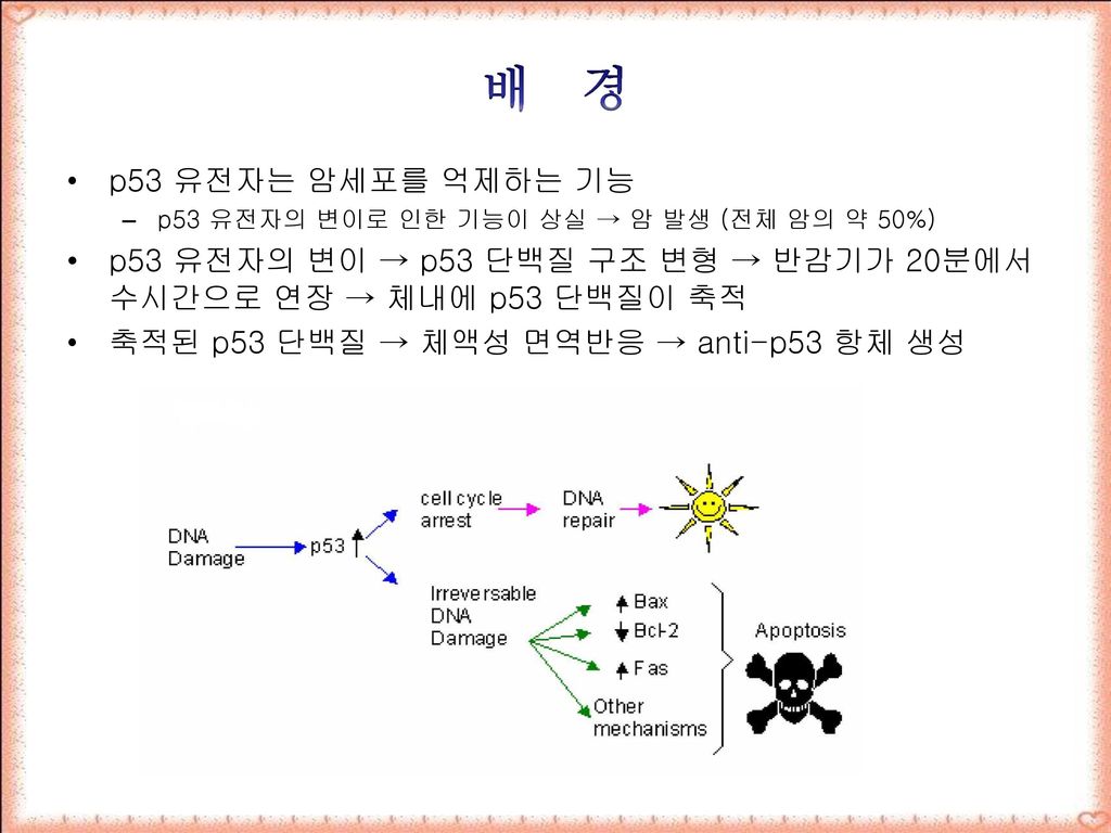 배 경 p53 유전자는 암세포를 억제하는 기능. p53 유전자의 변이로 인한 기능이 상실 → 암 발생 (전체 암의 약 50%) p53 유전자의 변이 → p53 단백질 구조 변형 → 반감기가 20분에서 수시간으로 연장 → 체내에 p53 단백질이 축적.