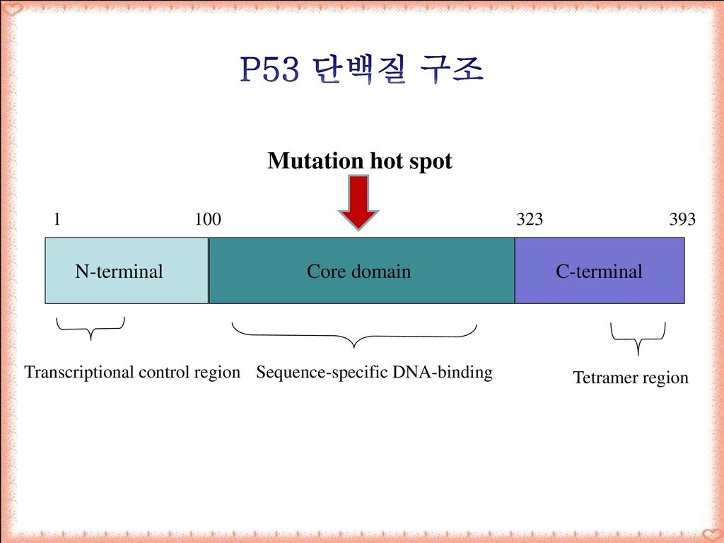 P53 단백질 구조 Mutation hot spot N-terminal Core domain C-terminal 1 100