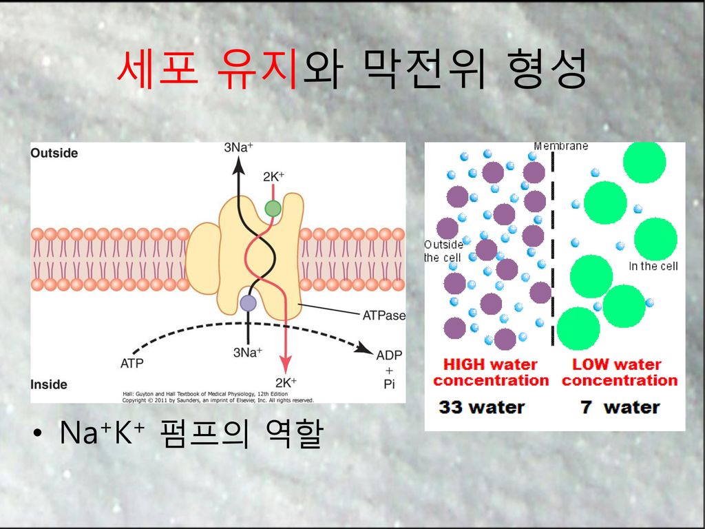세포 유지와 막전위 형성 Na+K+ 펌프의 역할