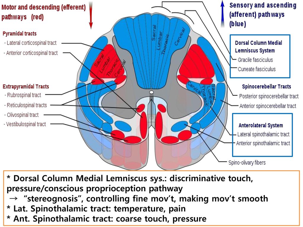 Dorsal Column Medial Lemniscus sys