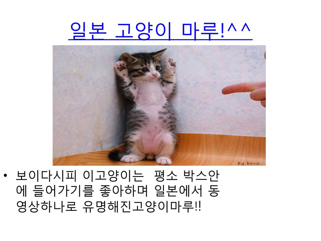 보이다시피 이고양이는 평소 박스안에 들어가기를 좋아하며 일본에서 동영상하나로 유명해진고양이마루!!