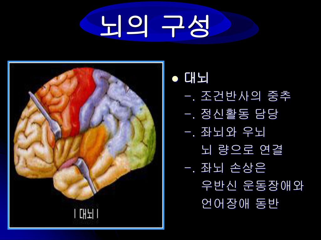 뇌의 구성 우뇌 좌뇌 대뇌 뇌 량 -. 조건반사의 중추 -. 정신활동 담당 -. 좌뇌와 우뇌 뇌 량으로 연결 -. 좌뇌 손상은