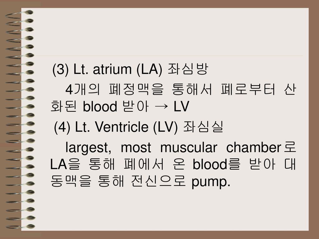 (3) Lt. atrium (LA) 좌심방 4개의 폐정맥을 통해서 폐로부터 산화된 blood 받아 → LV. (4) Lt. Ventricle (LV) 좌심실.