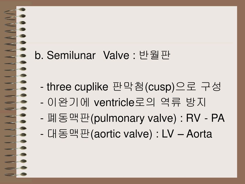 b. Semilunar Valve : 반월판 - three cuplike 판막첨(cusp)으로 구성. - 이완기에 ventricle로의 역류 방지. - 폐동맥판(pulmonary valve) : RV - PA.