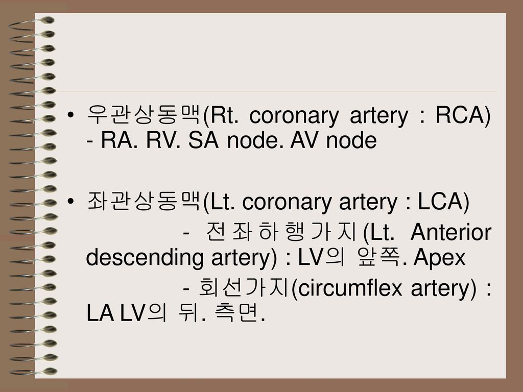 우관상동맥(Rt. coronary artery : RCA) - RA. RV. SA node. AV node