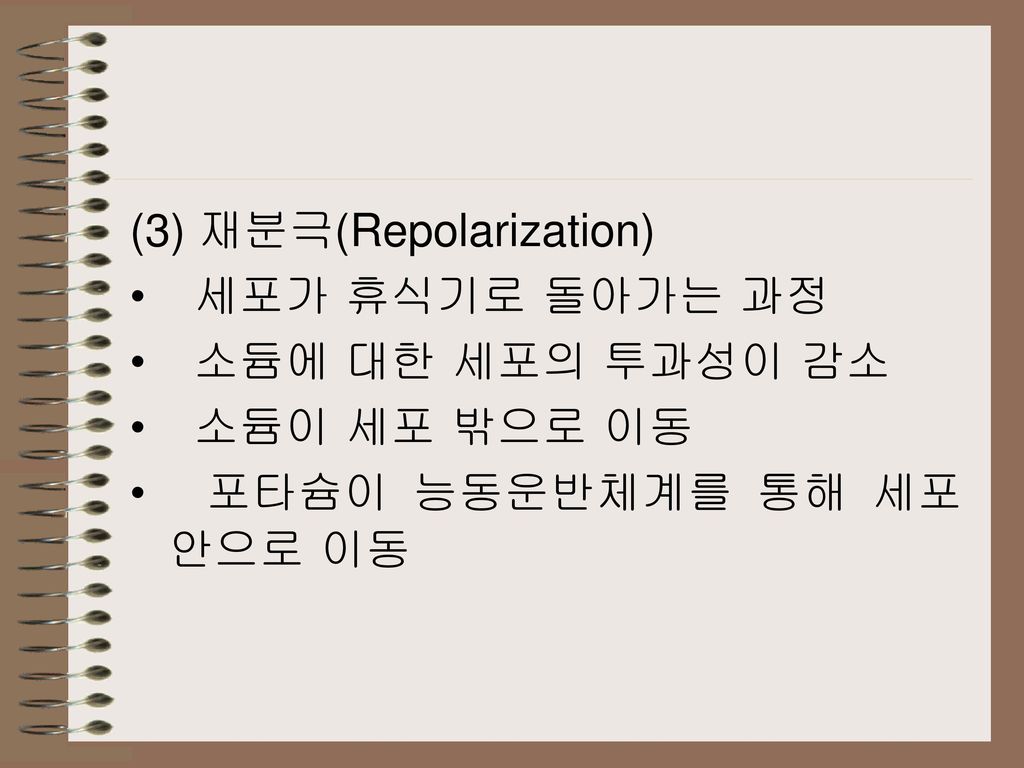 (3) 재분극(Repolarization)
