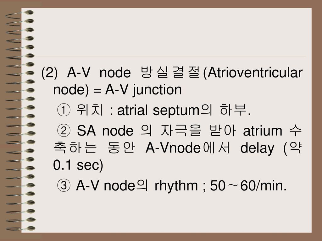 (2) A-V node 방실결절(Atrioventricular node) = A-V junction