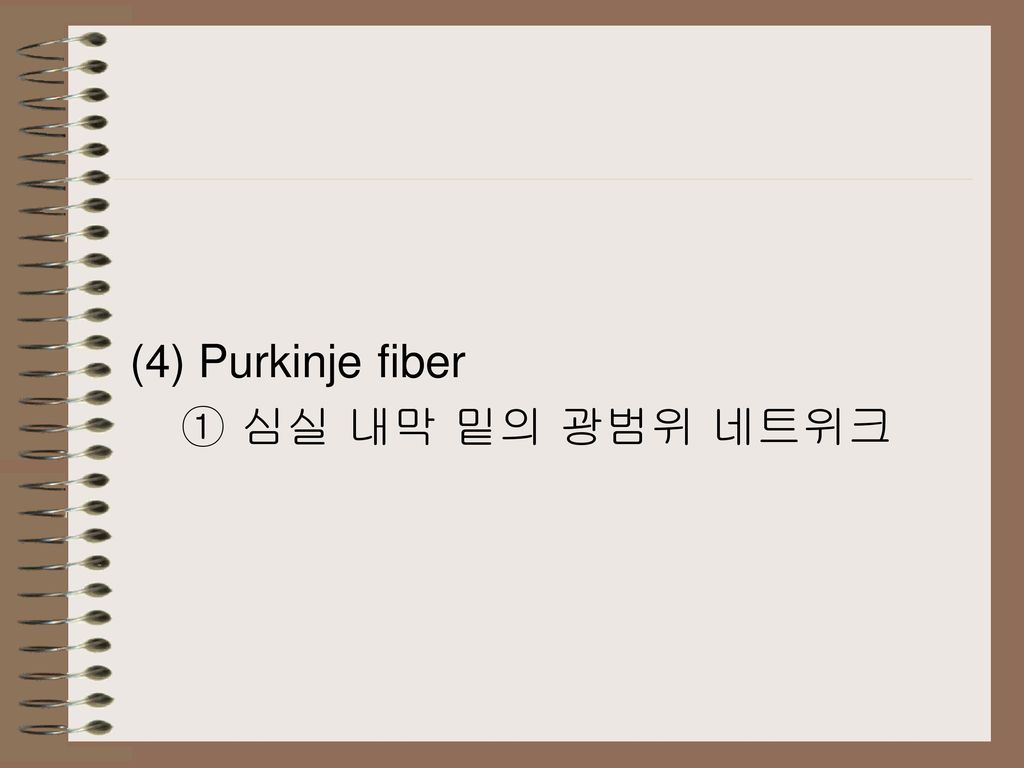(4) Purkinje fiber ① 심실 내막 밑의 광범위 네트위크