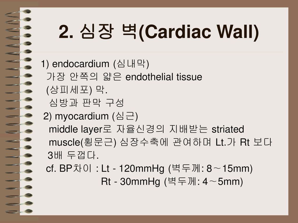 2. 심장 벽(Cardiac Wall) 1) endocardium (심내막)