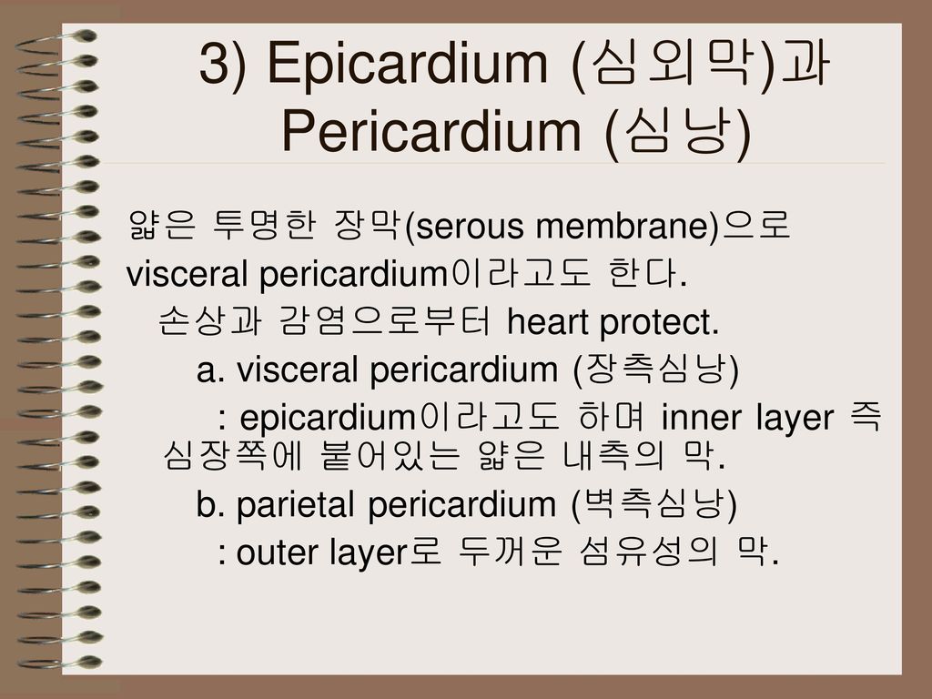 3) Epicardium (심외막)과 Pericardium (심낭)