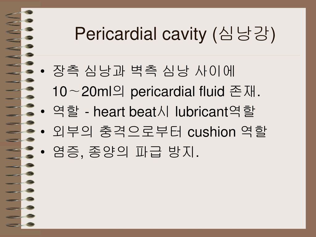 Pericardial cavity (심낭강)