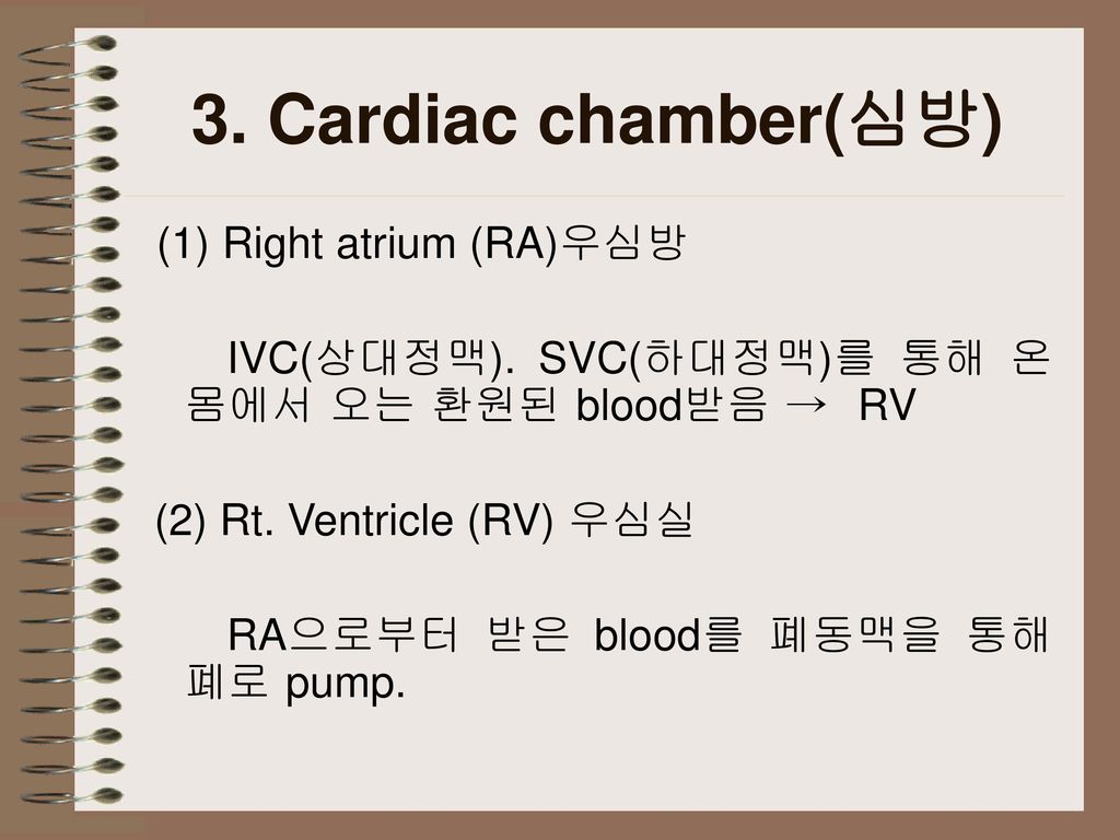 3. Cardiac chamber(심방) (1) Right atrium (RA)우심방