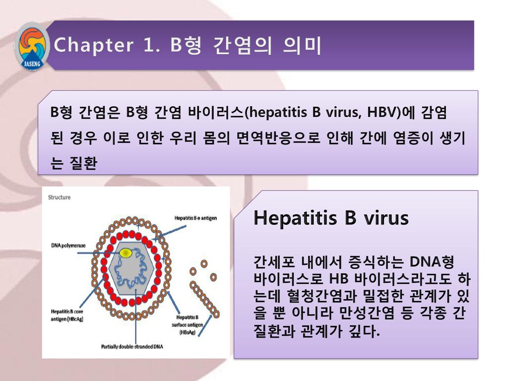 Chapter 1. B형 간염의 의미 Hepatitis B virus