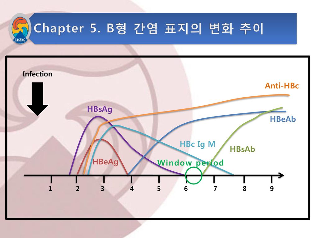 Chapter 5. B형 간염 표지의 변화 추이 Anti-HBc HBsAg HBeAb HBc Ig M HBsAb HBeAg