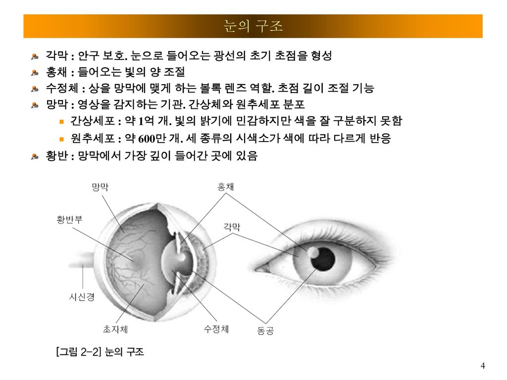 눈의 구조 각막 : 안구 보호. 눈으로 들어오는 광선의 초기 초점을 형성 홍채 : 들어오는 빛의 양 조절