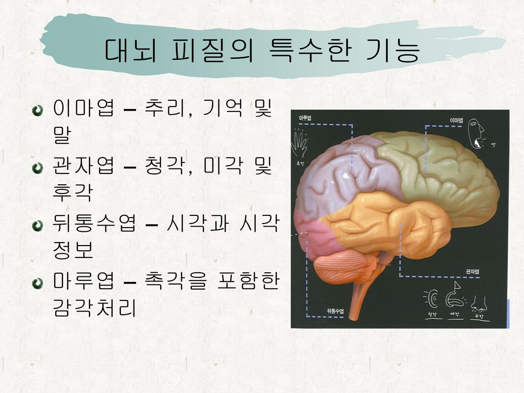 대뇌 피질의 특수한 기능 이마엽 – 추리, 기억 및 말 관자엽 – 청각, 미각 및 후각 뒤통수엽 – 시각과 시각 정보