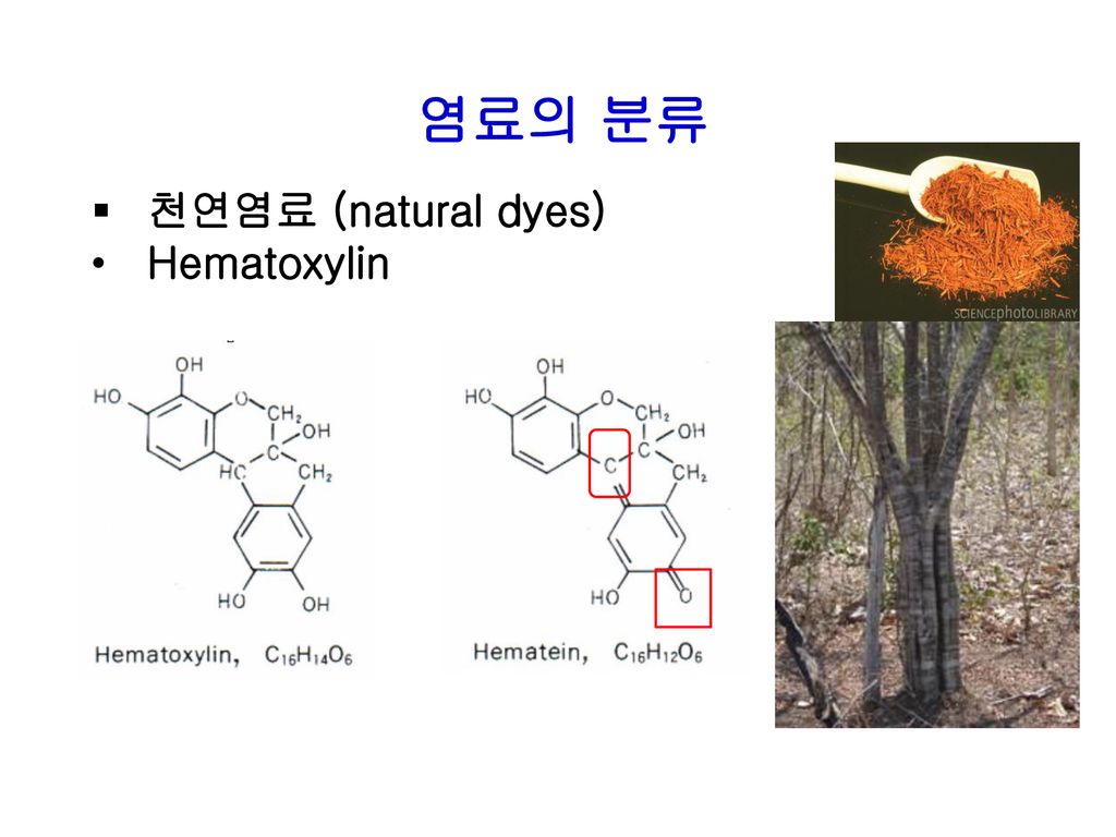 천연염료 (natural dyes) Hematoxylin 염료의 분류