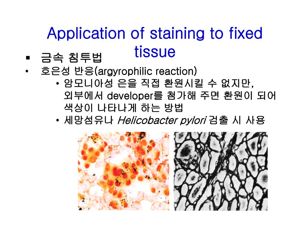 Application of staining to fixed tissue
