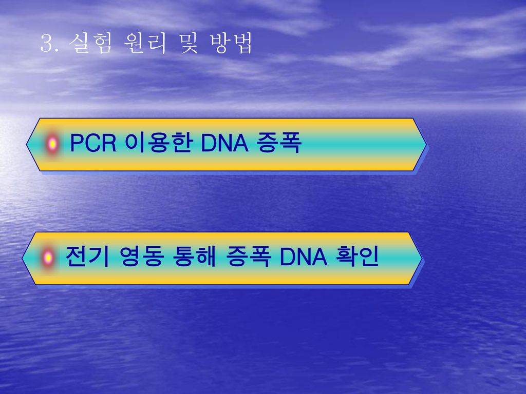 3. 실험 원리 및 방법 PCR 이용한 DNA 증폭 전기 영동 통해 증폭 DNA 확인