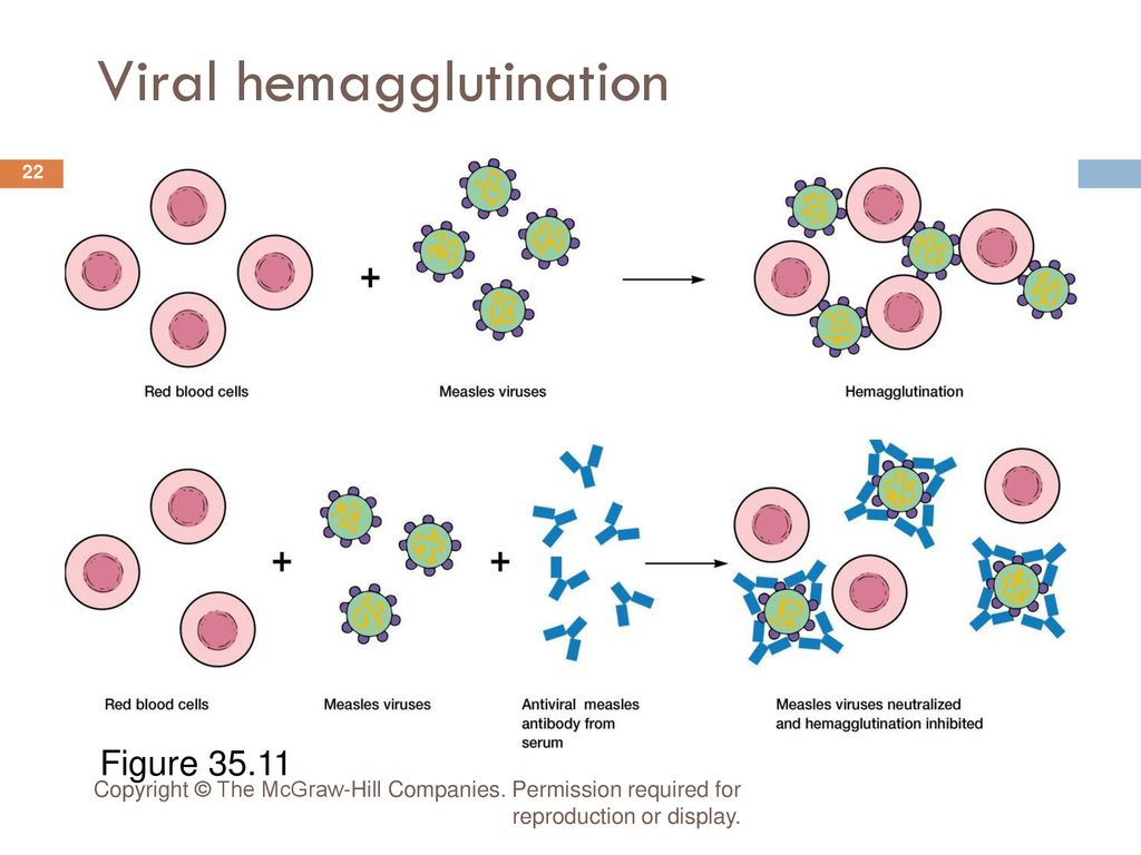 Гемагглютинация. Hemagglutination. Hemagglutination inhibition. Hemagglutination inhibition Reaction. Indirect (Passive) hemagglutination Reaction.