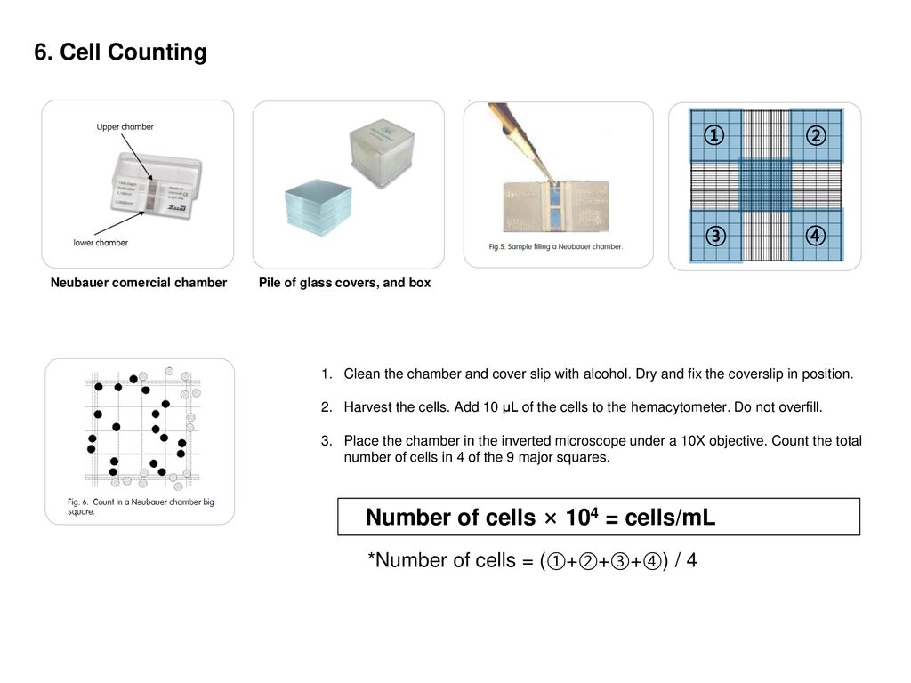 Number of cells × 104 = cells/mL
