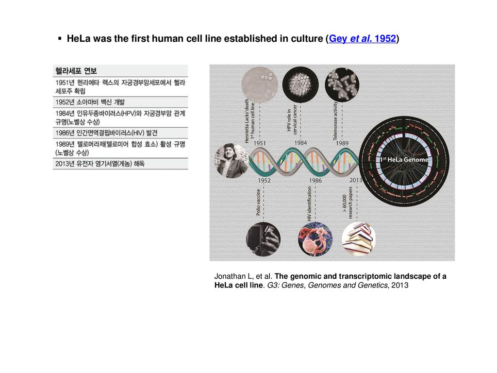 HeLa was the first human cell line established in culture (Gey et al