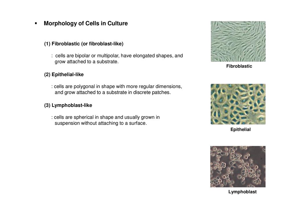 Morphology of Cells in Culture