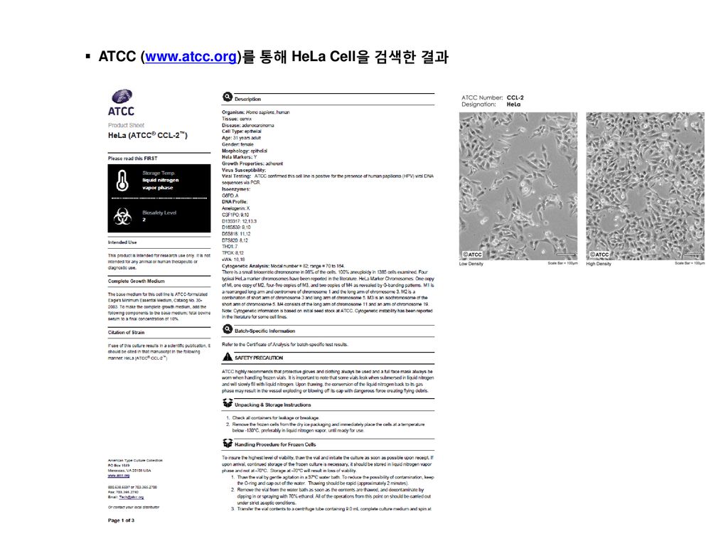 ATCC (  통해 HeLa Cell을 검색한 결과