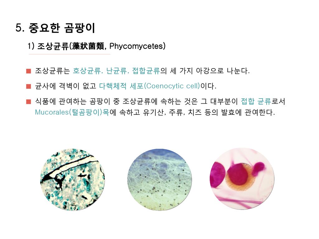 5. 중요한 곰팡이 1) 조상균류(藻狀菌類, Phycomycetes)