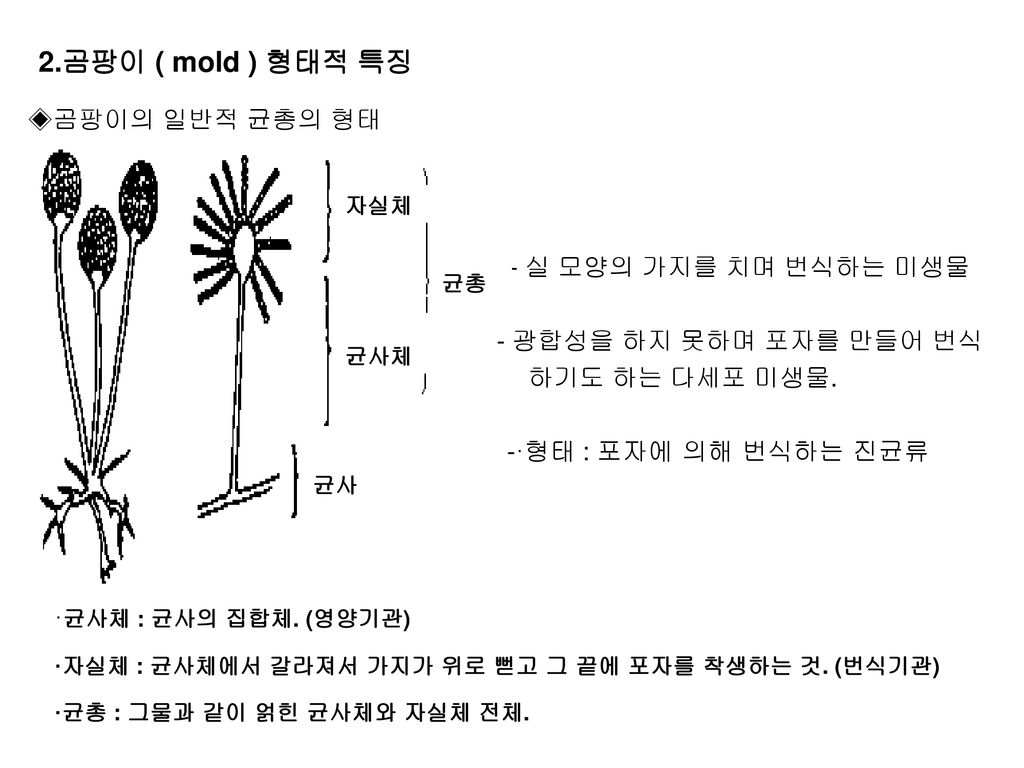2.곰팡이 ( mold ) 형태적 특징 ◈곰팡이의 일반적 균총의 형태 - 실 모양의 가지를 치며 번식하는 미생물