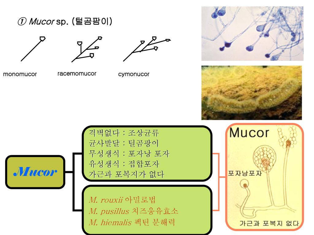 Mucor Mucor sp. (털곰팜이) 격벽없다 : 조상균류 균사발달 : 털곰팡이 무성생식 : 포자낭 포자