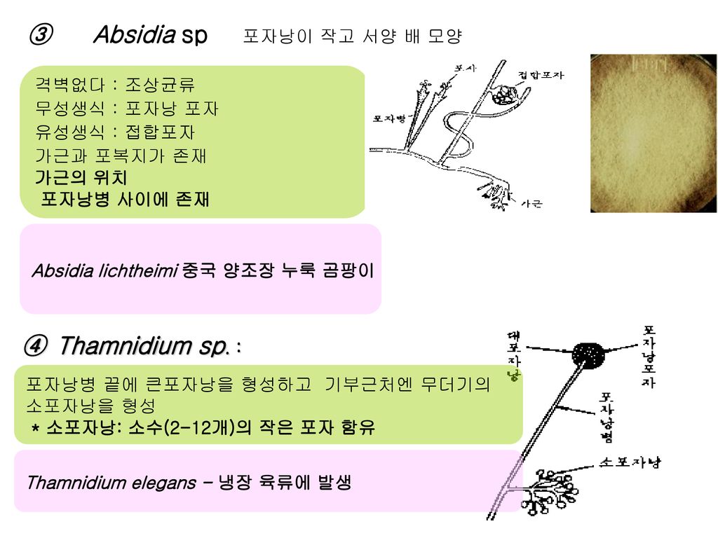 Absidia sp Thamnidium sp. : 포자낭이 작고 서양 배 모양 격벽없다 : 조상균류 무성생식 : 포자낭 포자