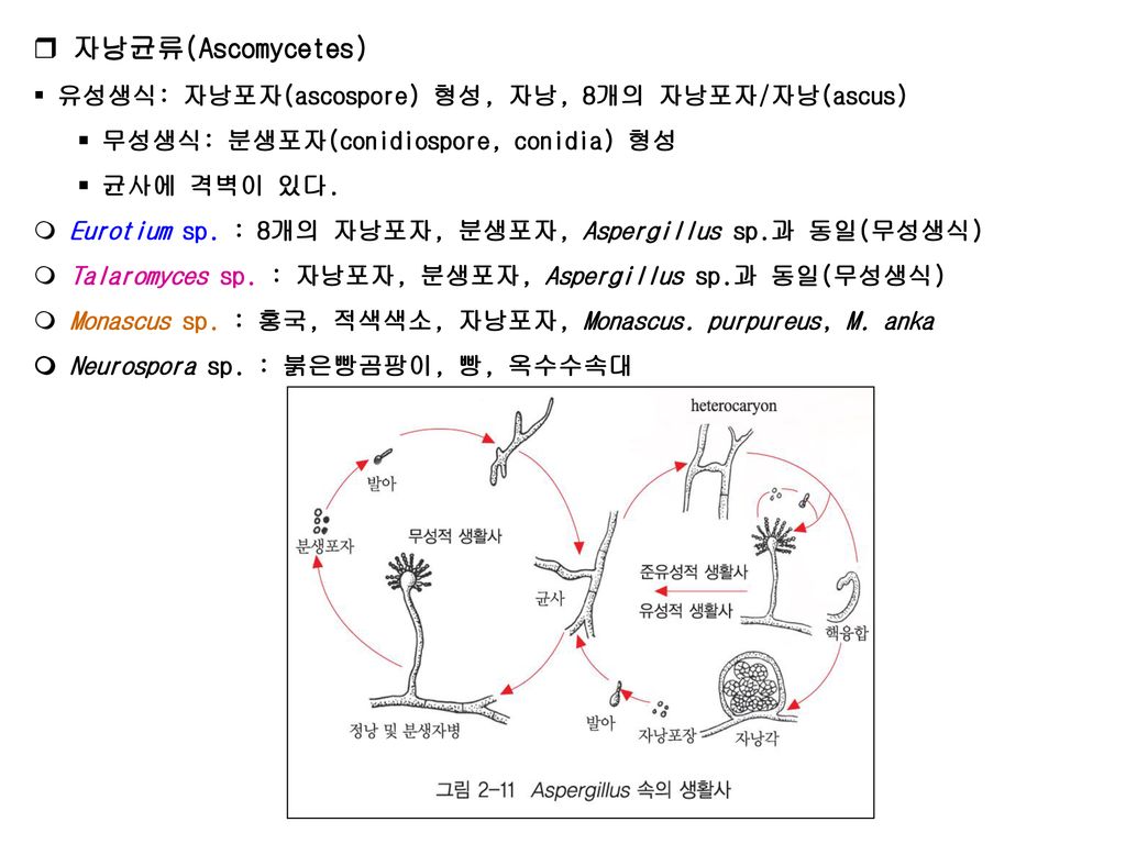 자낭균류(Ascomycetes) 유성생식: 자낭포자(ascospore) 형성, 자낭, 8개의 자낭포자/자낭(ascus)