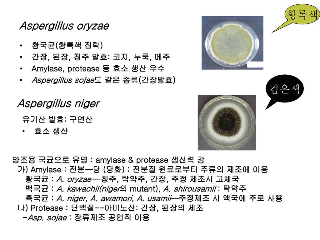 황록색 Aspergillus oryzae 검은색 Aspergillus niger 황국균(황록색 집락)