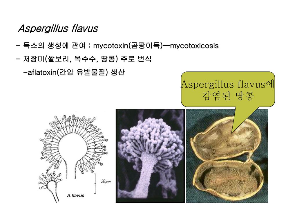 Aspergillus flavus Aspergillus flavus에 감염된 땅콩