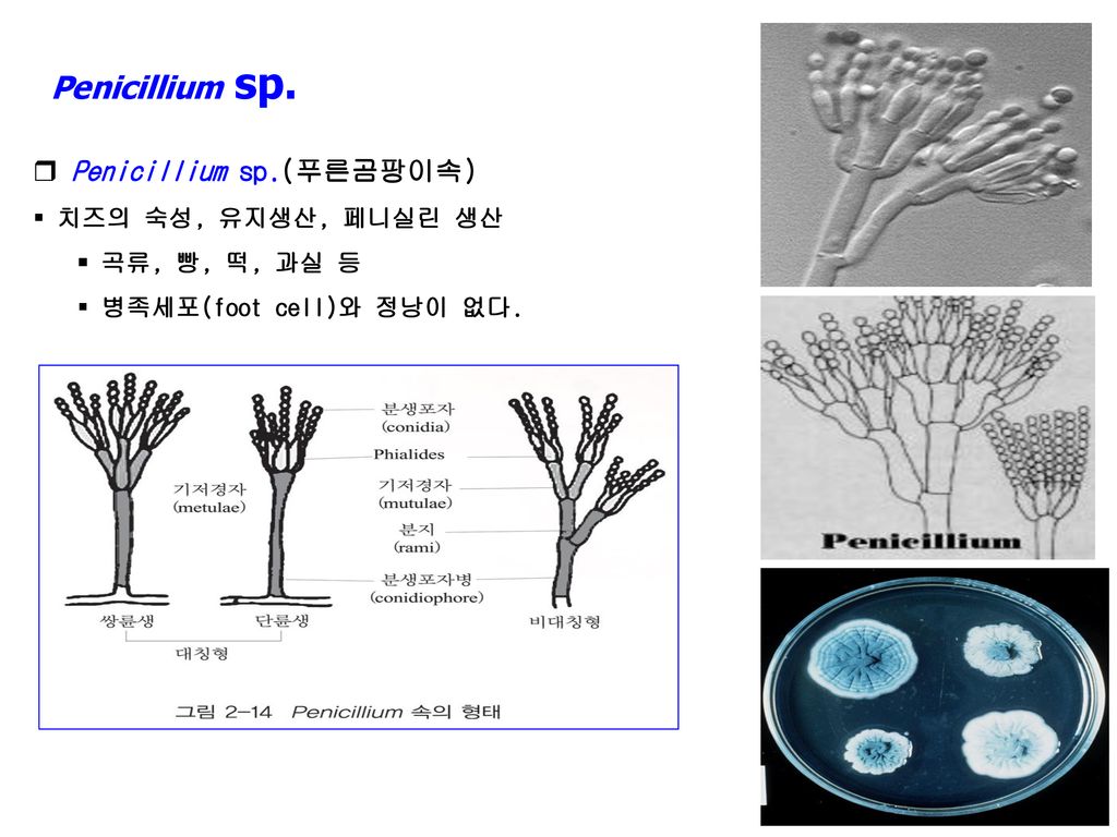 Penicillium sp. Penicillium sp.(푸른곰팡이속) 치즈의 숙성, 유지생산, 페니실린 생산