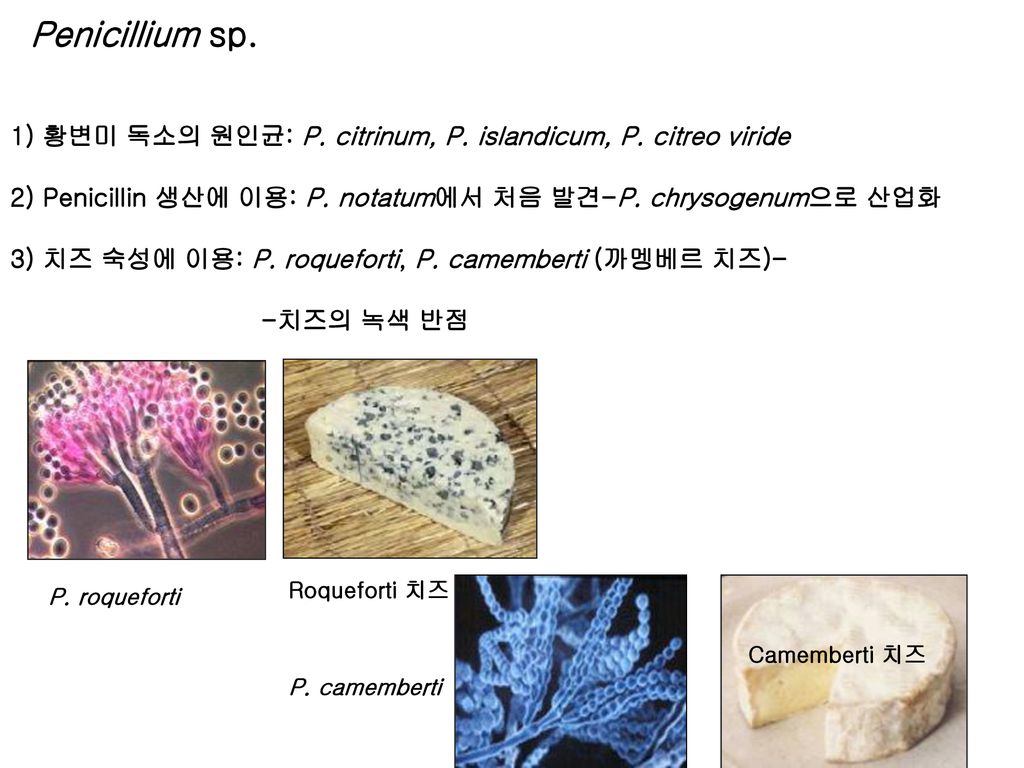 Penicillium sp. 1) 황변미 독소의 원인균: P. citrinum, P. islandicum, P. citreo viride. 2) Penicillin 생산에 이용: P. notatum에서 처음 발견-P. chrysogenum으로 산업화.