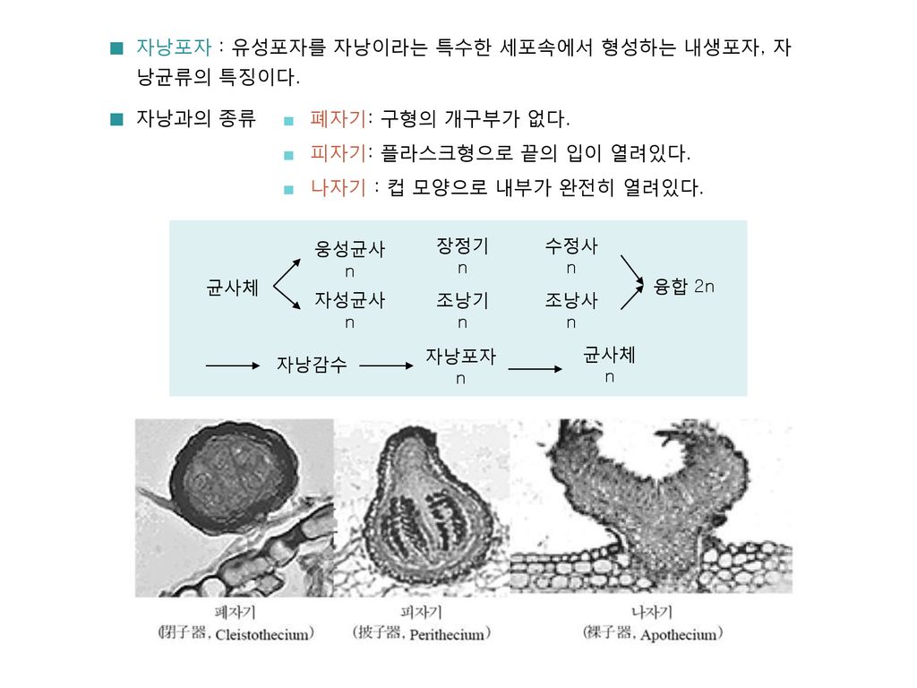 자낭포자 : 유성포자를 자낭이라는 특수한 세포속에서 형성하는 내생포자, 자낭균류의 특징이다.