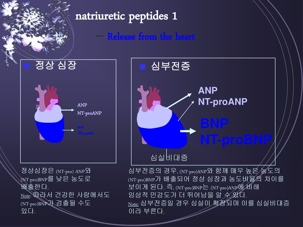 natriuretic peptides 1 -- Release from the heart