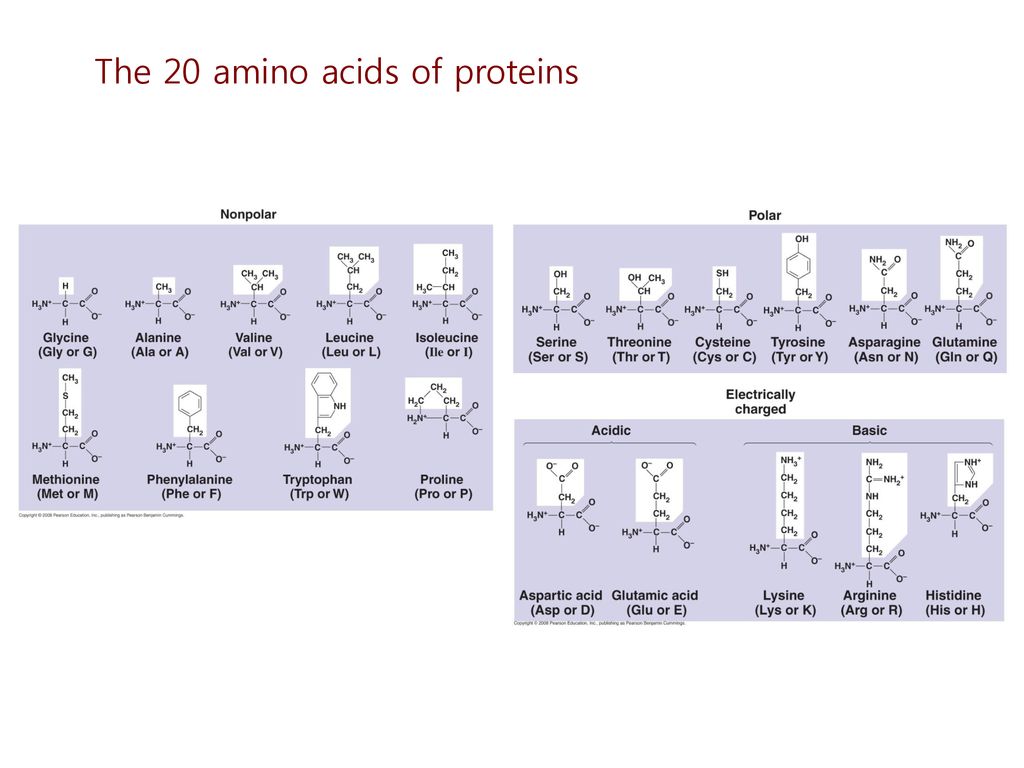 The 20 amino acids of proteins