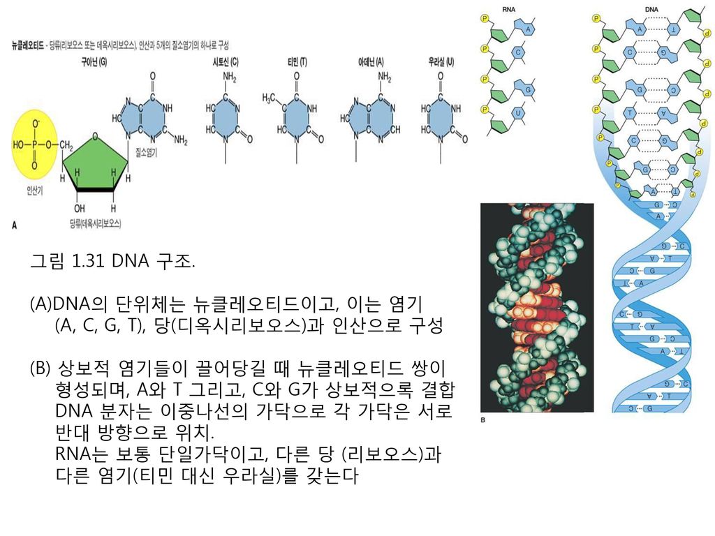 그림 1.31 DNA 구조. DNA의 단위체는 뉴클레오티드이고, 이는 염기. (A, C, G, T), 당(디옥시리보오스)과 인산으로 구성. (B) 상보적 염기들이 끌어당길 때 뉴클레오티드 쌍이.