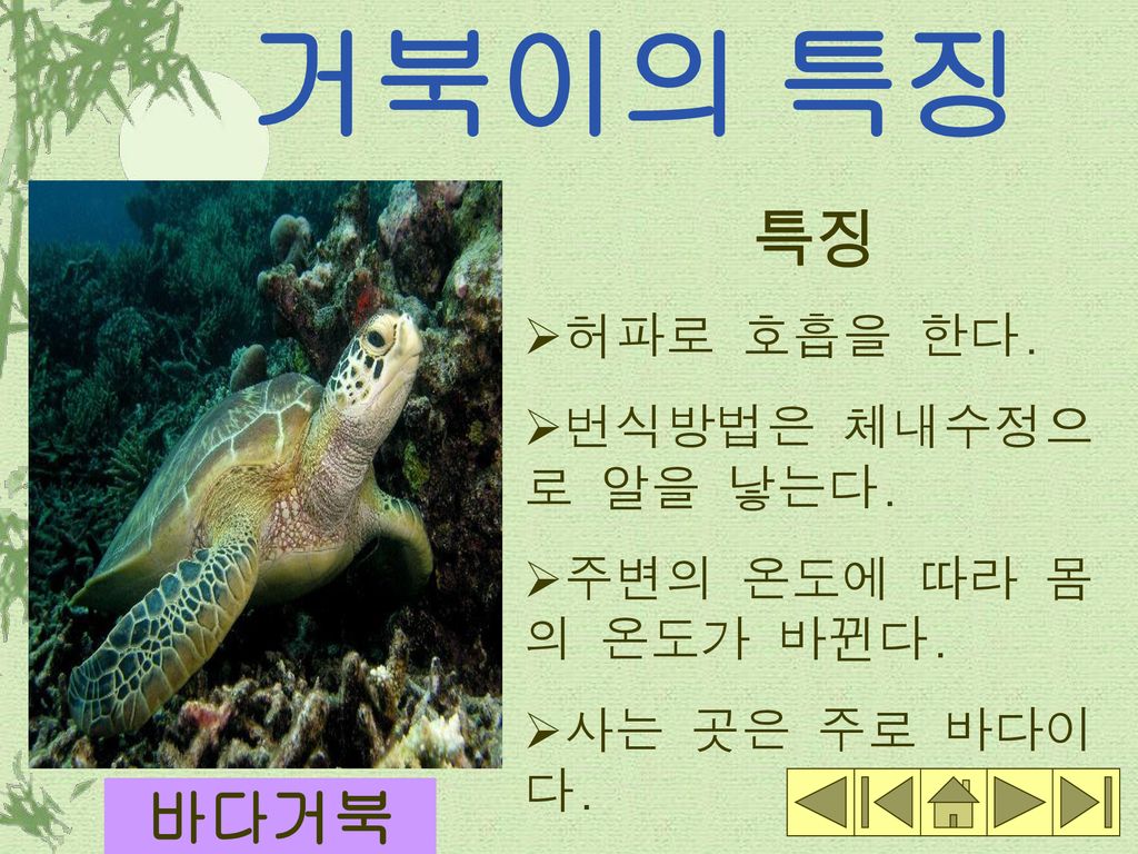 거북이의 특징 특징 바다거북 허파로 호흡을 한다. 번식방법은 체내수정으로 알을 낳는다.