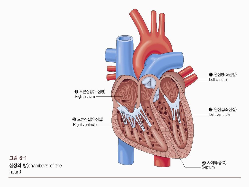 Heart 심장은 주먹만한 크기 양쪽 폐 사이의 공간인 가슴세로칸(종격동, mediastinum)에 위치