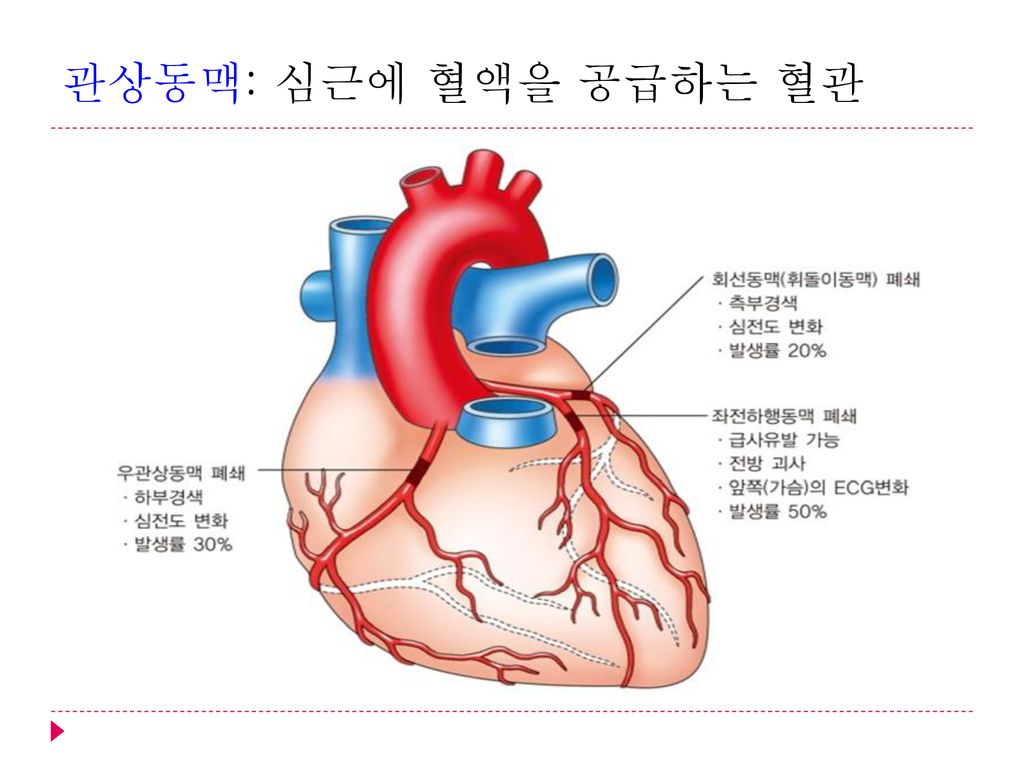 관상동맥: 심근에 혈액을 공급하는 혈관
