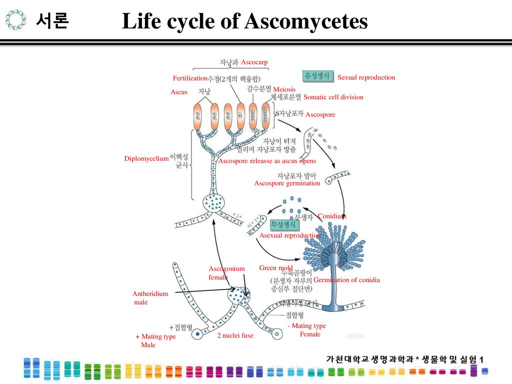 Life cycle of Ascomycetes