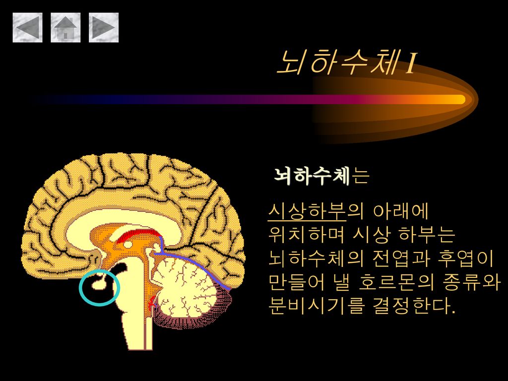 뇌하수체 I 뇌하수체는 시상하부의 아래에 위치하며 시상 하부는 뇌하수체의 전엽과 후엽이 만들어 낼 호르몬의 종류와 분비시기를 결정한다.