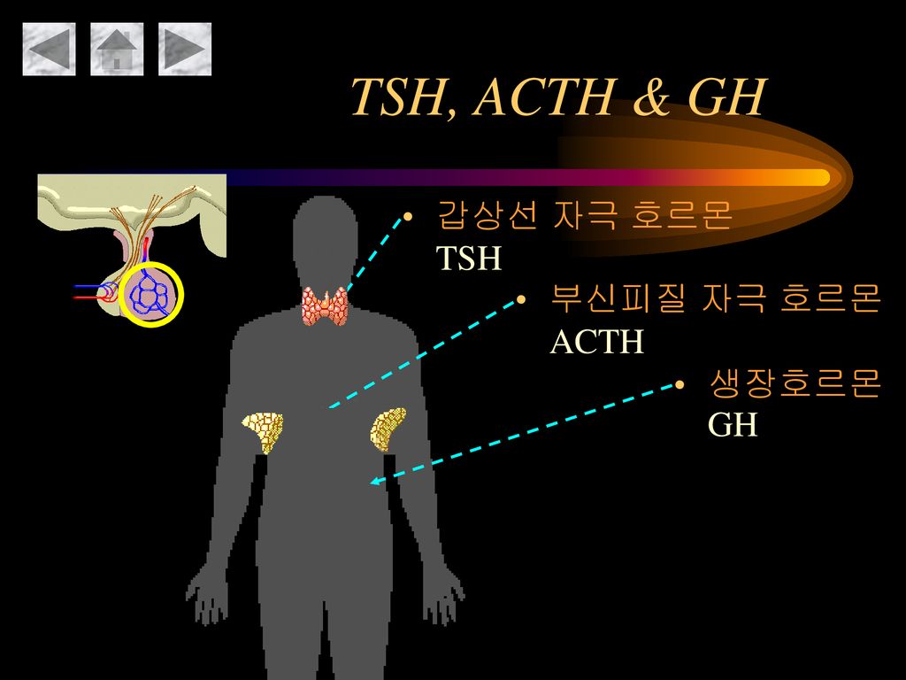 TSH, ACTH & GH 갑상선 자극 호르몬TSH 부신피질 자극 호르몬ACTH 생장호르몬GH