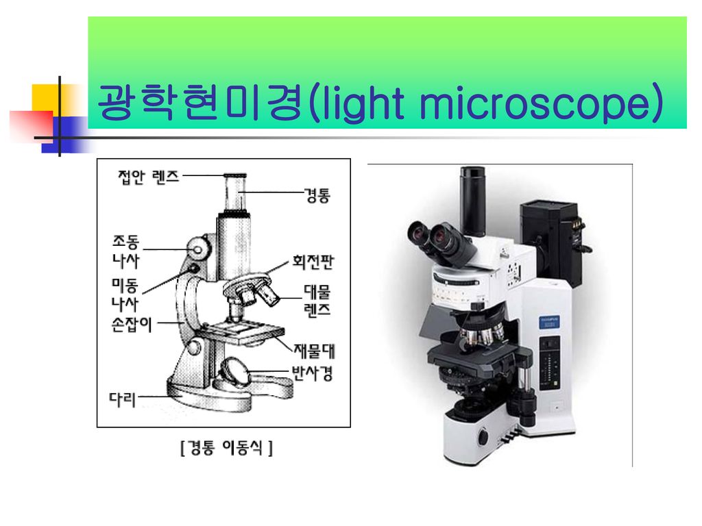 광학 현미경 사용법